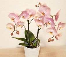 Orchidee