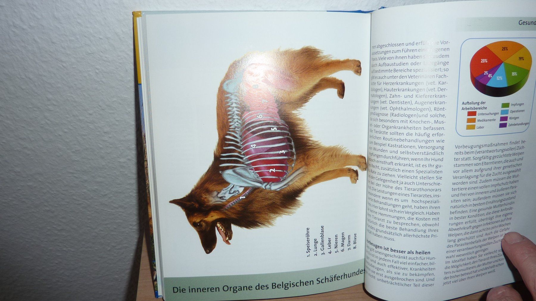 Livres: hundebuch  hunde – Neuf (Voir description) à Füllinsdorf par pmarkus 6