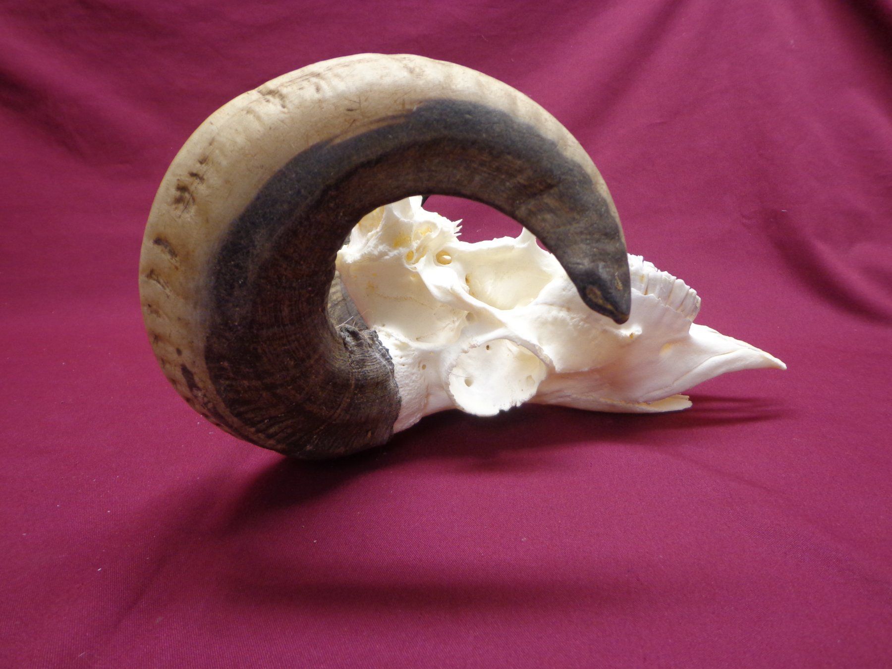 Il mondo degli animali: Widder, Geweihe, Trophäe, Horn, Dekoration, Jagd Abwurfst. – Usato da Andeer venduto da Baerenburger 5