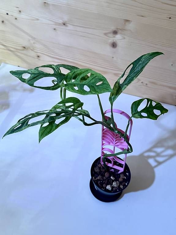 Plantes & graines: Monstera Adansonii Indonesian Marble – D'occasion à Sevelen par AS.Plants 2