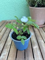 Walderdbeer-Steckling Jungpflanze