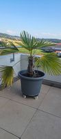 Palme