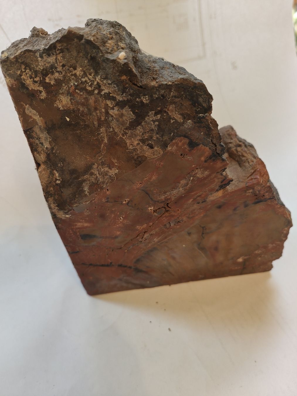 Minerali & Pietre curative: Seltene Buchstützen aus versteinertem Holz (Arizona) – Usato da Flumenthal venduto da mar_wyw8 2