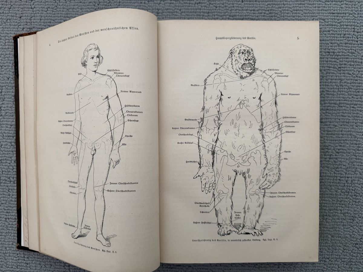 Libri: ///Ranke, Der Mensch, 1894, Antikes Buch/// – Usato da Birmenstorf AG venduto da Pat_roll 3