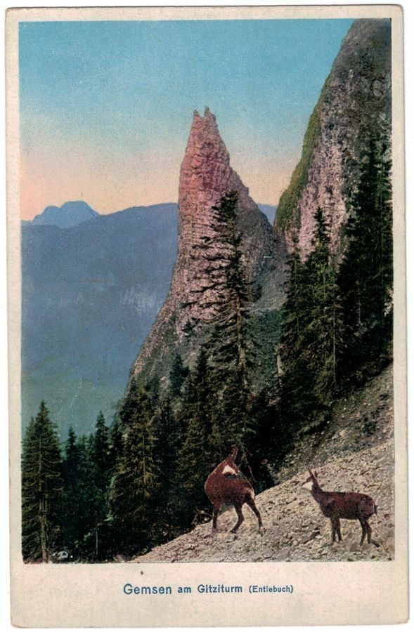 Cartoline postali: Gemsen am Gitziturm (Entlebuch) – Usato da Frauenfeld venduto da POML