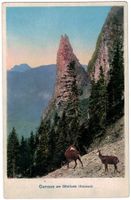 Gemsen am Gitziturm (Entlebuch)
