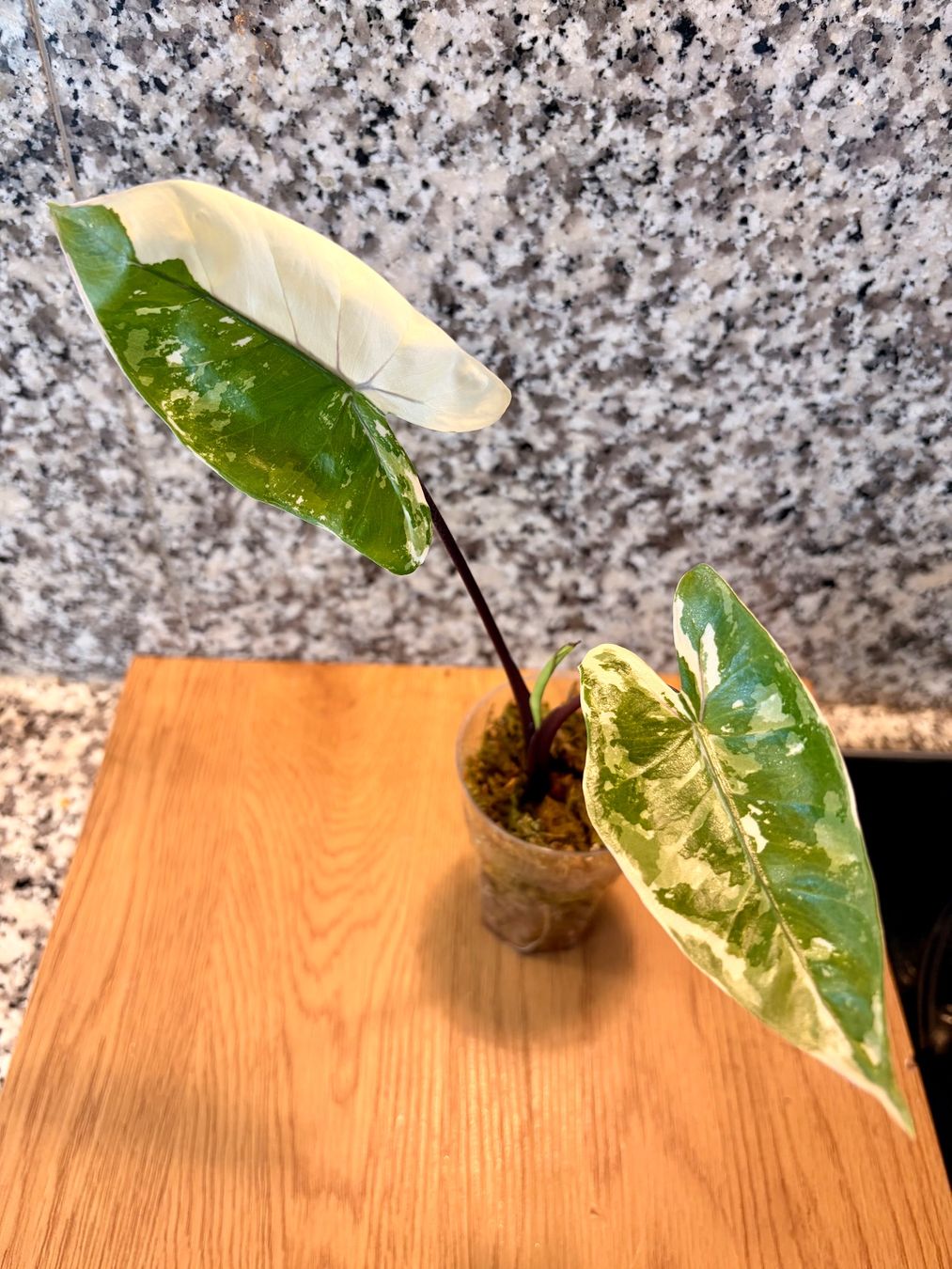 Piante & sementi: Alocasia Black Stem Albo – Nuovo (secondo la descrizione) da Kaiseraugst venduto da dka_b97z
