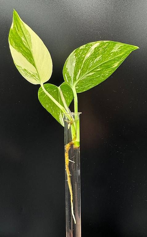 Piante & sementi: Epipremnum aureum 'Colorado Constellation' – Nuovo (secondo la descrizione) da Bühler venduto da googelibear 2