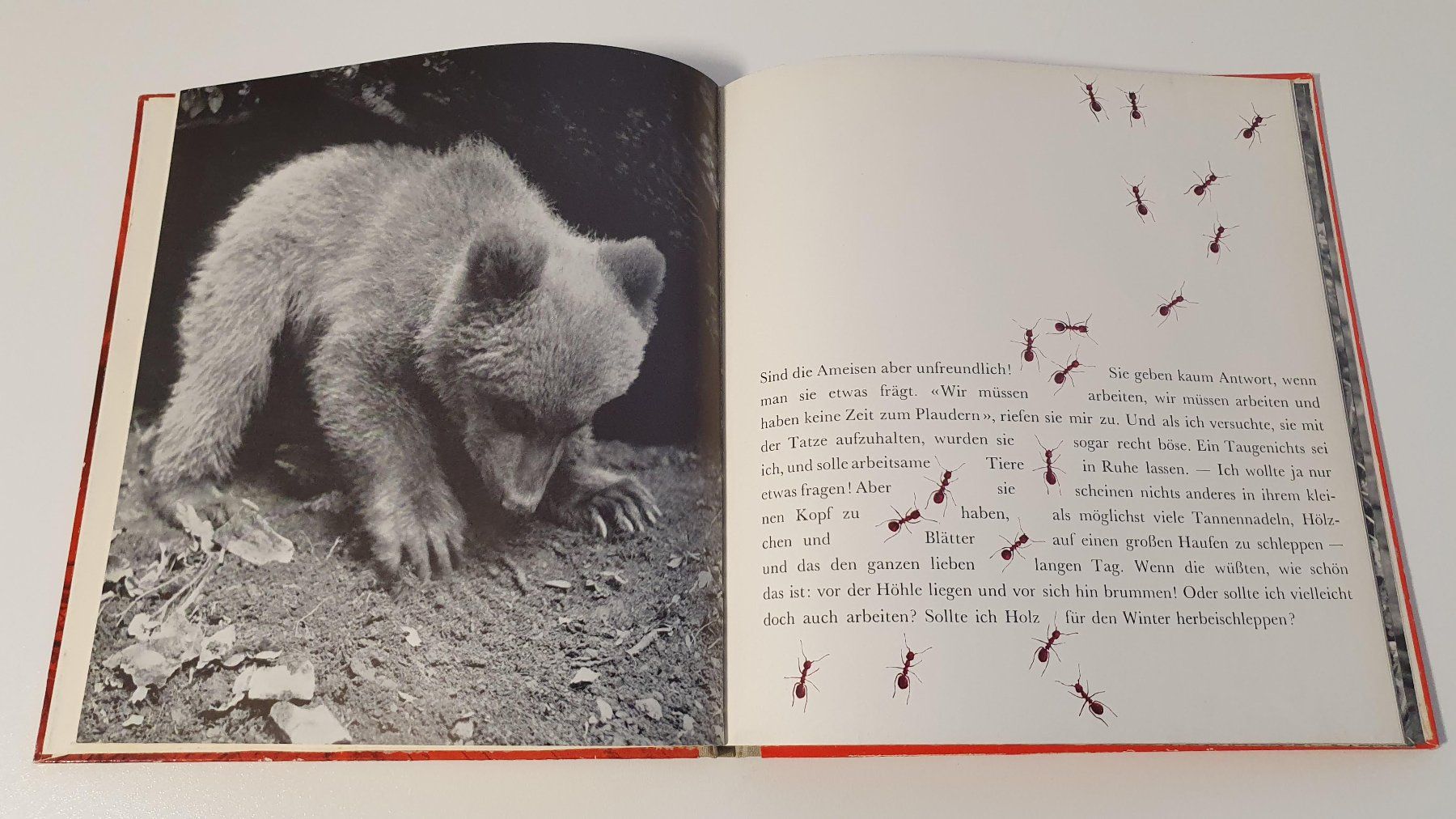 Libri: Tabs der kleine Bär – Usato da Dietlikon venduto da Justus4 1