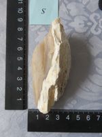Heilstein versteinertes Holz