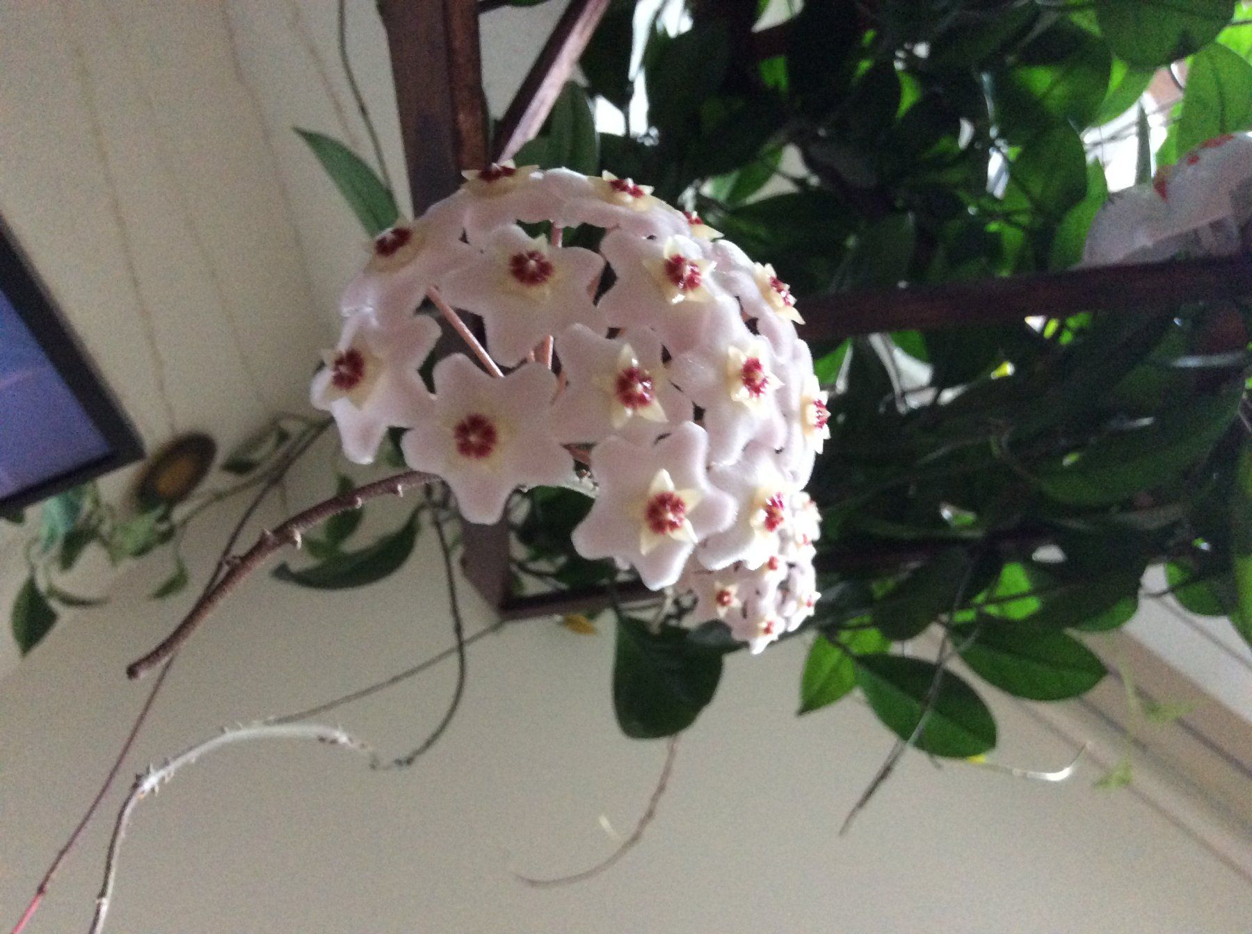 Plantes & graines: Plante Hoya Carnosa +58 cm – Neuf (Voir description) à Le Mont-Pèlerin par dundun1 8