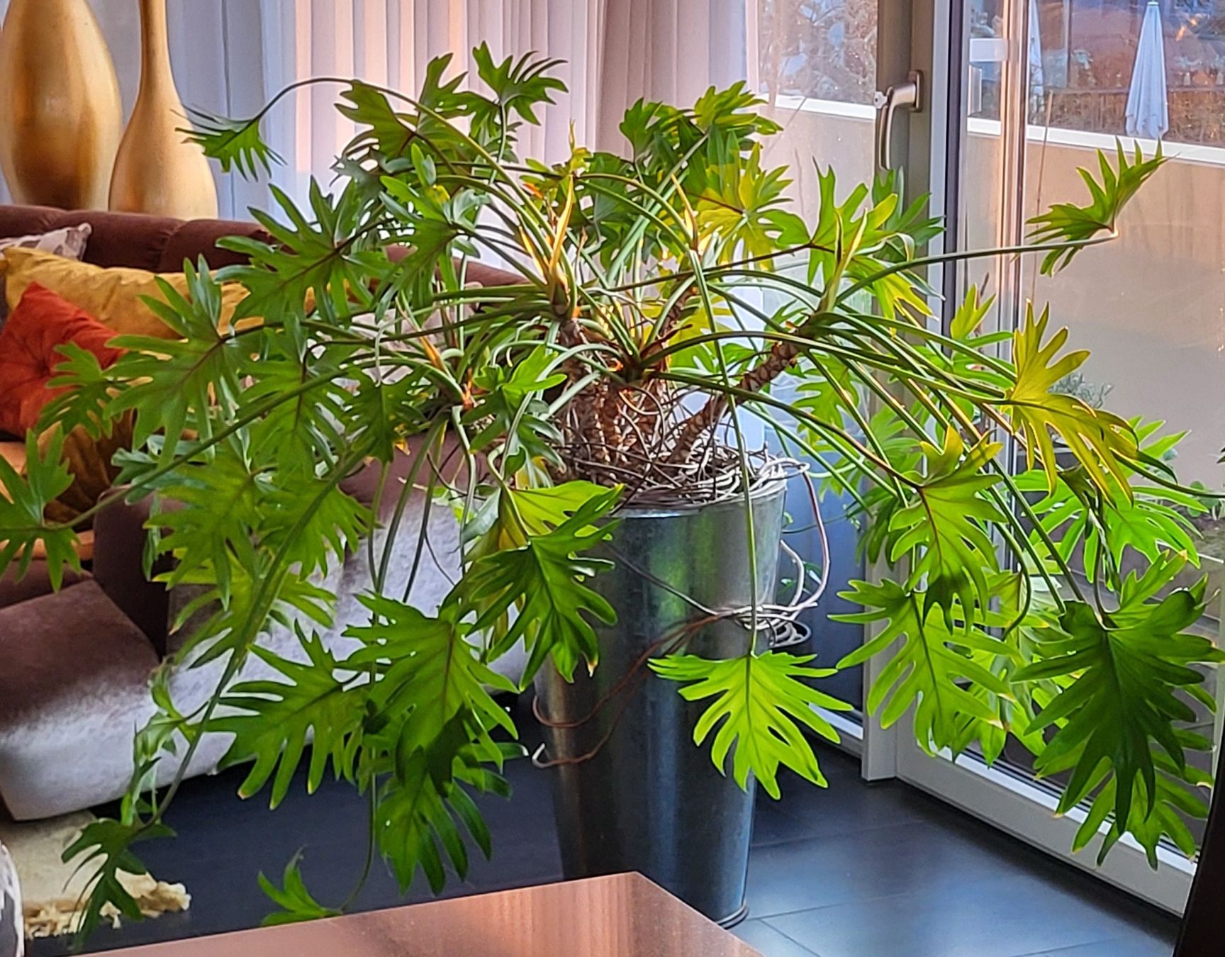 Piante & sementi: Grosser Philodendron Zimmerpflanze – Usato da islikon venduto da mir_8cbw 9