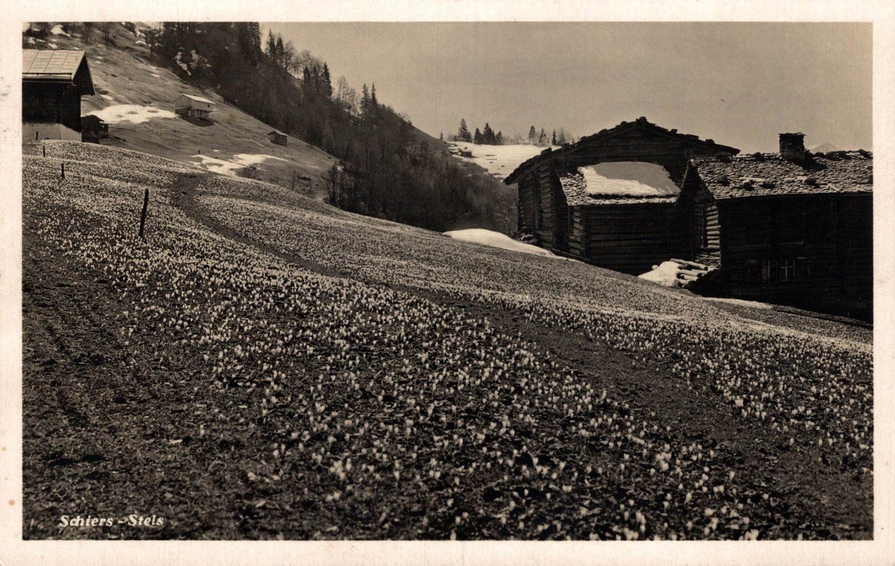 Cartoline postali: Schiers - Stels – Usato da Bronschhofen venduto da Astore