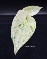 Epipremnum aureum 'Teruno Fanfare' - Kopfsteckling