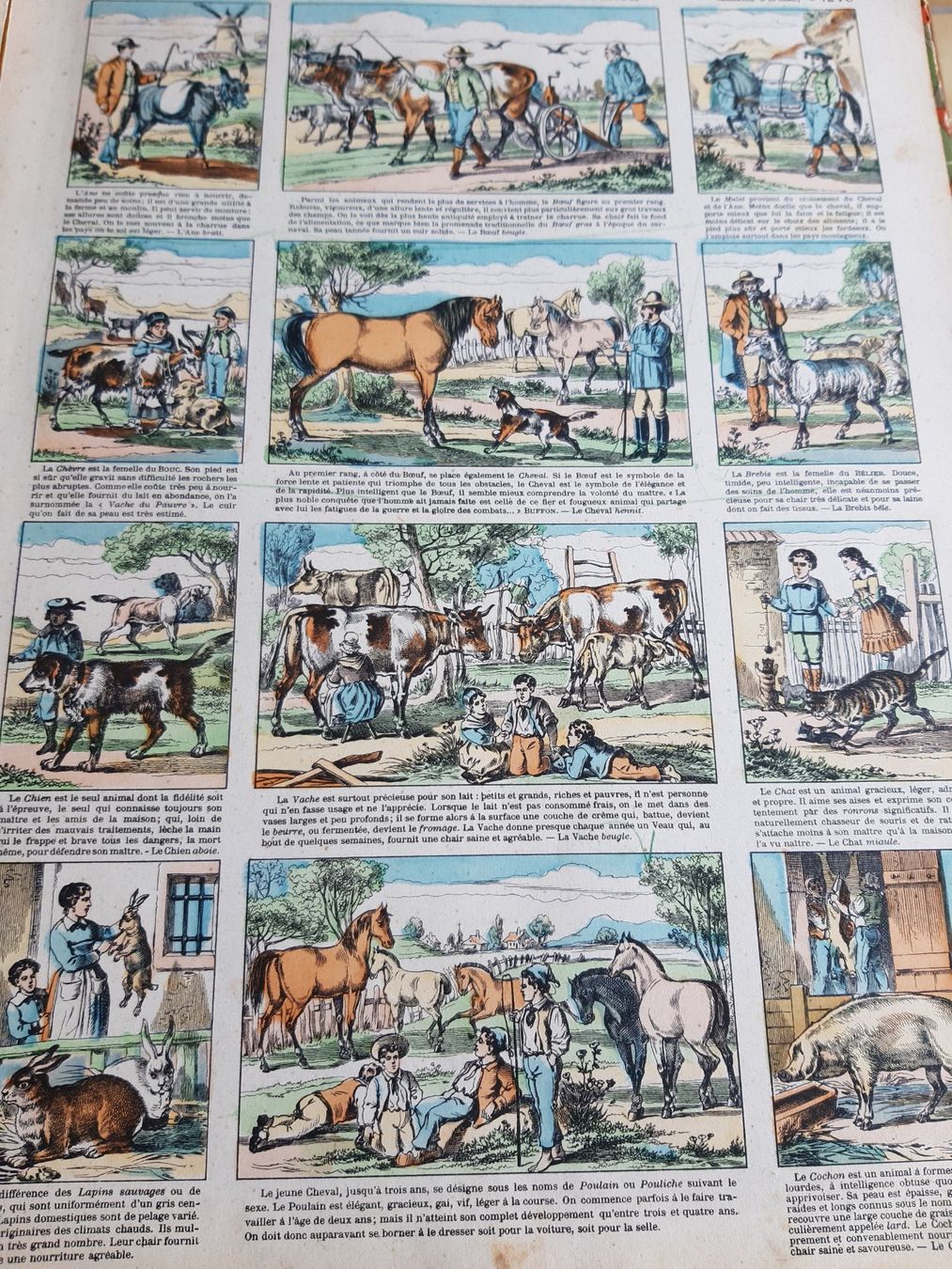 Libri: Livre d'images – Usato da Aigle venduto da Calcicole 1