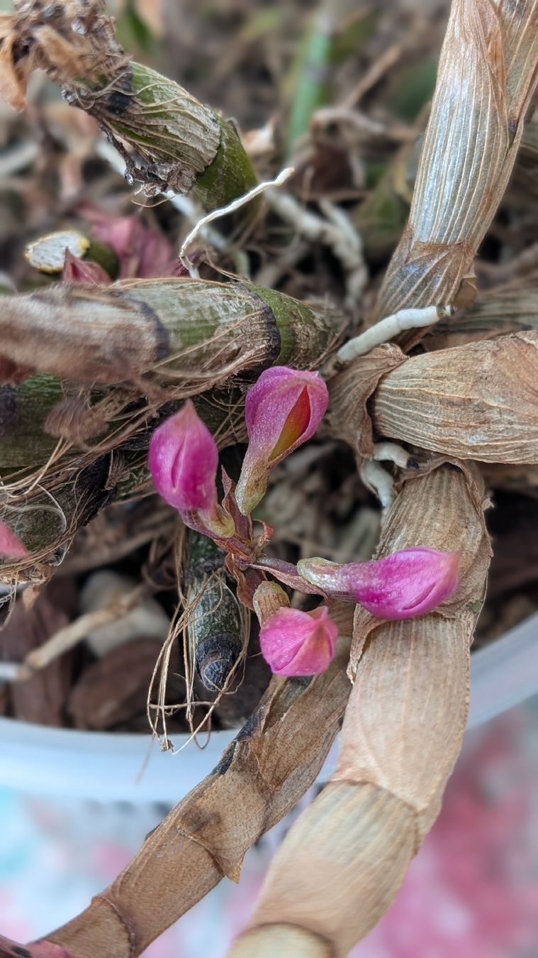 Pflanzen & Samen: Dendrobium 'Hibikki' Orchidee – Gebraucht aus Untervaz von Lyraia 1