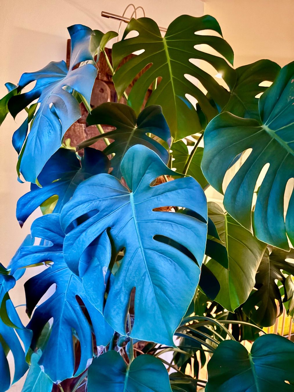 Wunderschöne, grosse Monstera mit Topf und Ständer (Gebraucht) in ...