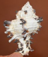Deko Meer 95 – Murex endivia – Muschel – ca. 8 cm