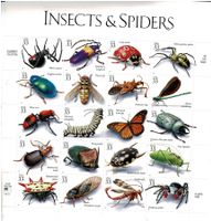 USA Insekten & Spinnen  1 KB **