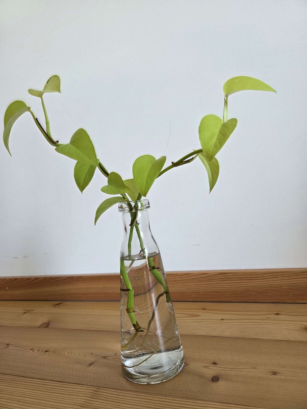 phyllostachys fargesia Fargesia nitida Fountain Clump Bamboo SOLD OUT – Earthly Pursuits, Inc