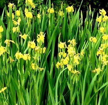 Piante & sementi: Seltener Irisblock "Eis und gelb" Rare bloc bulbe Iris – Nuovo e nell'imballaggio originale da Rovio venduto da POSITIFFARTandPLANTS 2