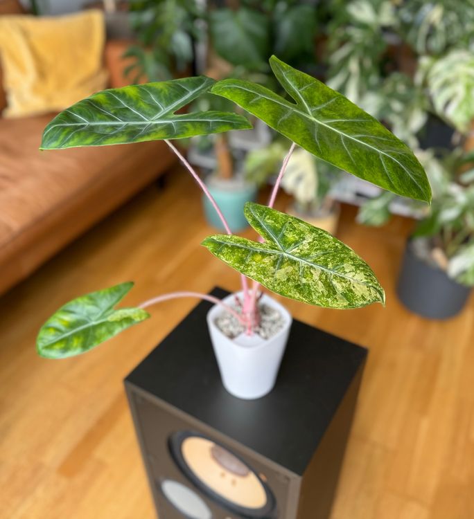 Alocasia Pink Dragon Variegata Aurea Baby Plant Kaufen auf Ricardo