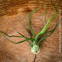 Tillandsia Bulbosa - Luftpflanze zum Aufhängen