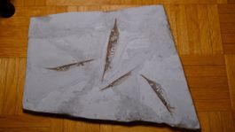 Fossil - Centriscus strigatus