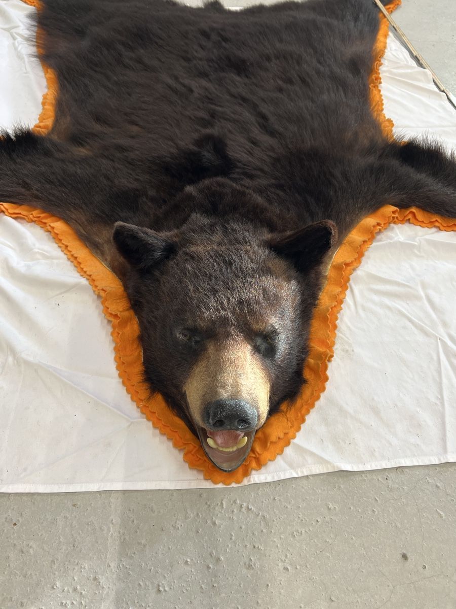 Il mondo degli animali: Schwarzbärfell aus Kanada – Usato da Euthal venduto da ruckzuckrohrfrei 1