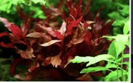 Aquariumpflanze Alternanthera reineckii 'Rosanervig'