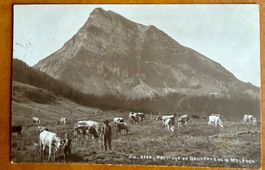 Gruyères - Armaillis avec vaches sous le Moléson 1916
