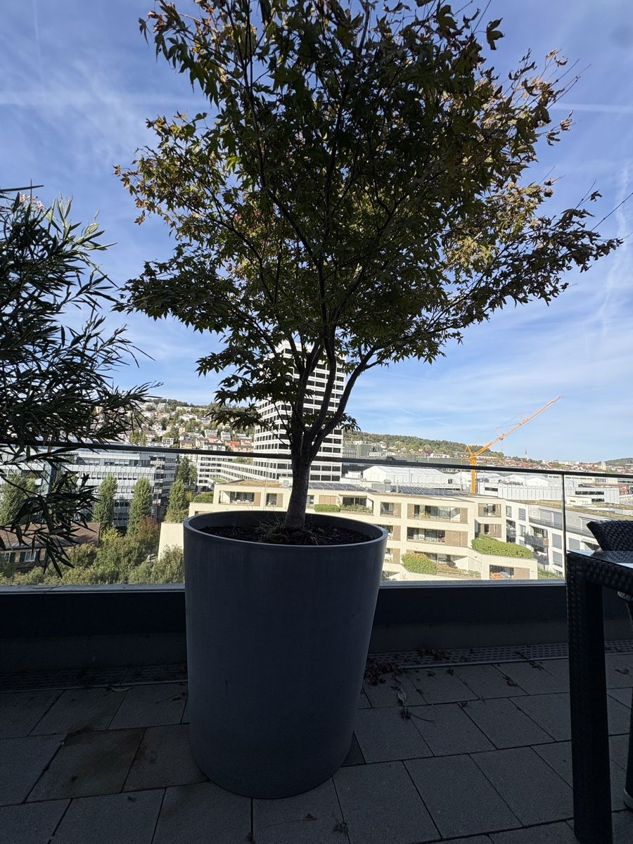 Pflanzen & Samen: Grosser Fächerahorn mit Topf  – Gebraucht aus Zürich von seb_8rsb
