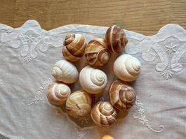 Schöne Schneckenhäuser, 10  Stk, für Dekoration, Top Zustand