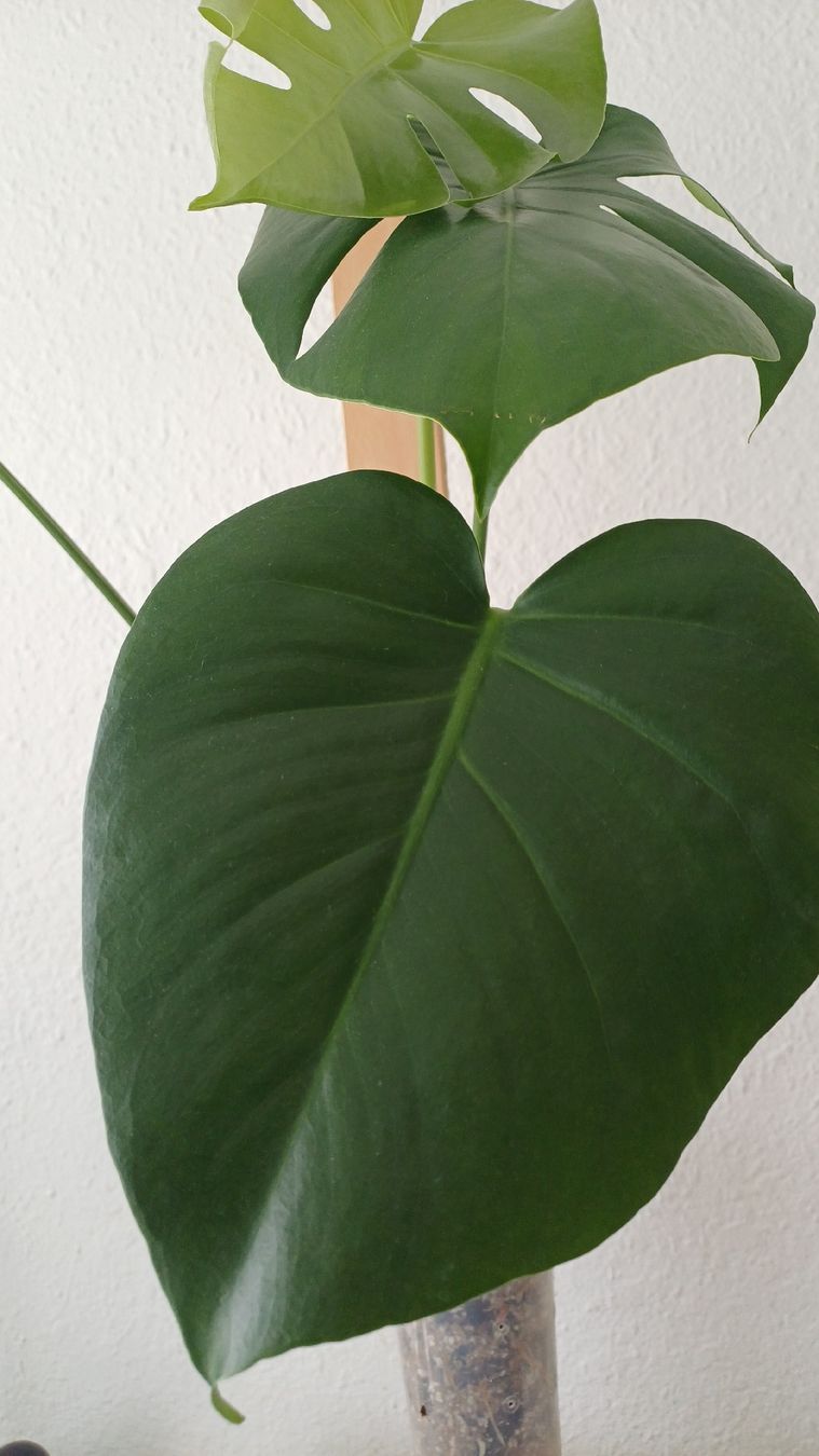 Pflanzen & Samen: Monstera Deliciosa – Gebraucht aus Bern von uwi_8t7x 1