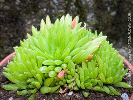Haworthia ‘Kikuhigasa’ - ganze PflanzenFamilie im Topf