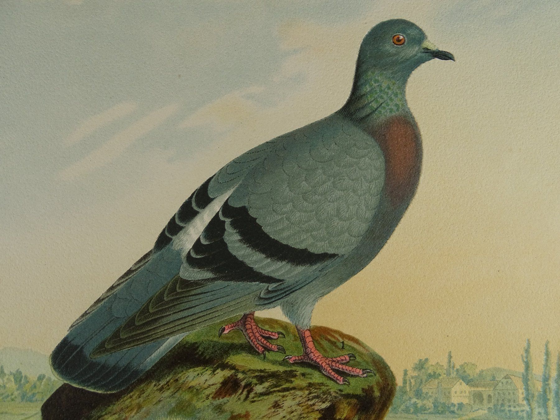 Grafica & Litografie: FELDTAUBE, CHROMOLITHOGRAPHIE UM 1900 – Usato da Grüningen venduto da Kartensammler 4