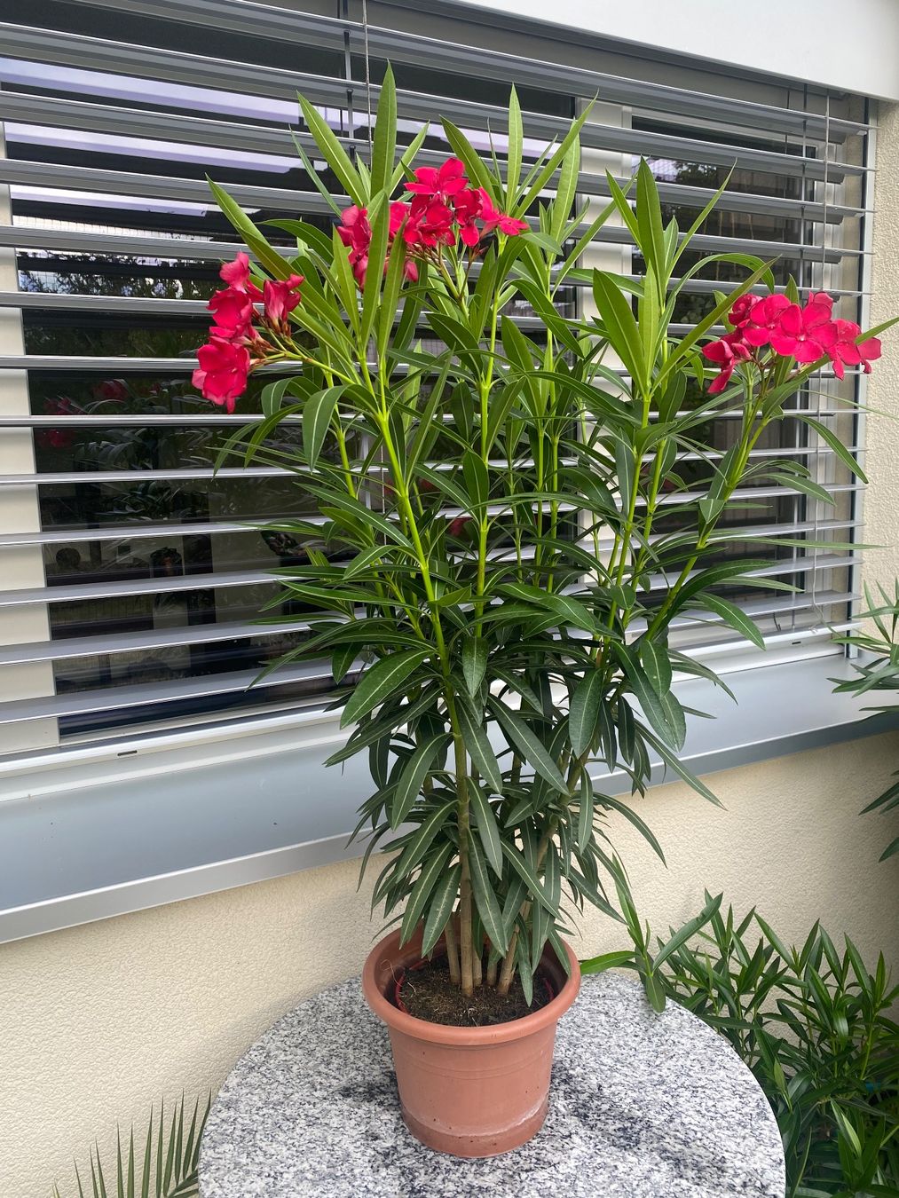 Piante & sementi: Oleander pinkrot, Höhe 110 cm – Nuovo (secondo la descrizione) da Alchenflüh venduto da smart-