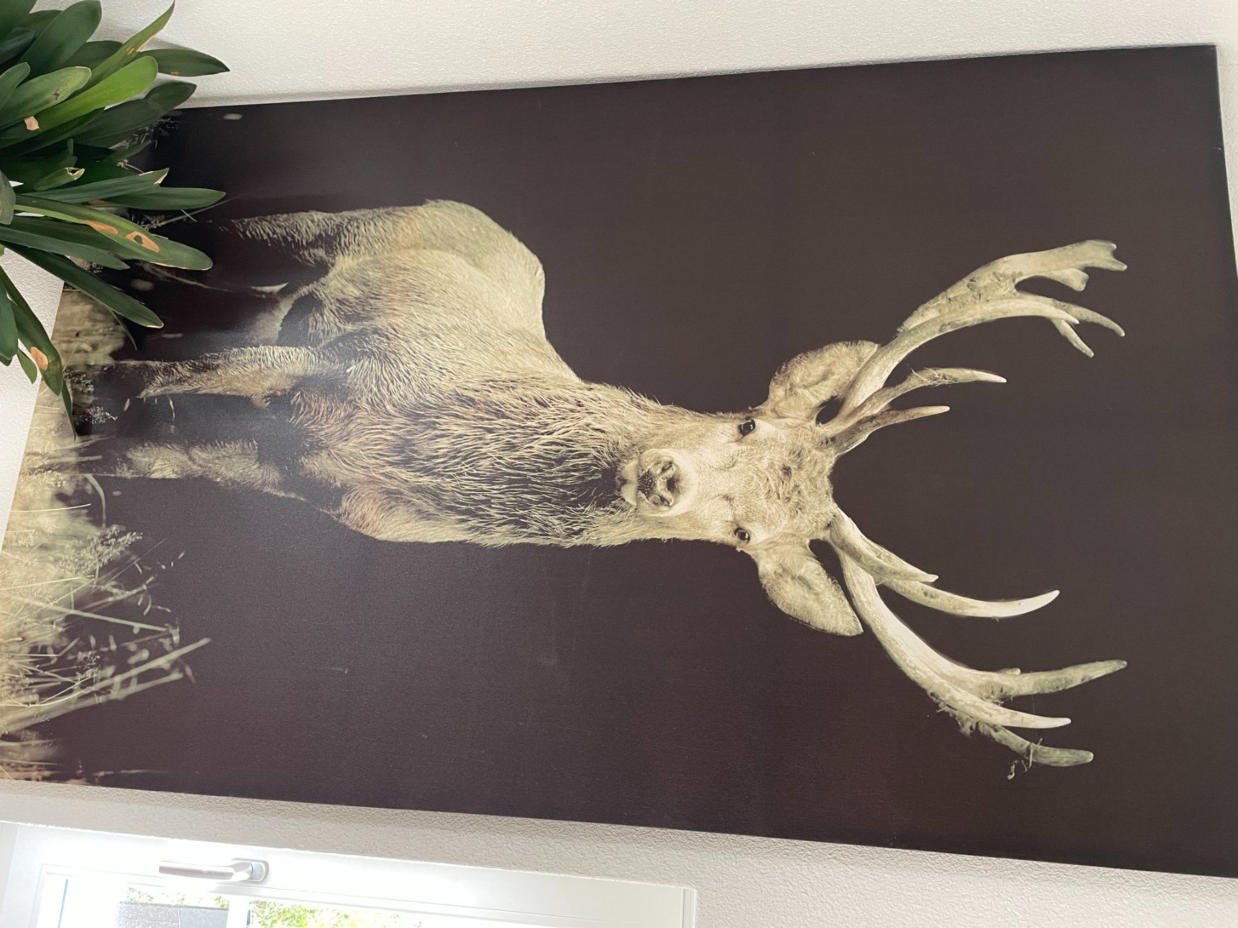 Poster & Bilder: grosses Hirschbild – Gebraucht aus Wilen b. Wollerau von BelindaK