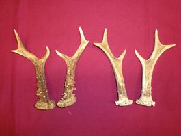 Reh, Geweihe, Trophäe, Horn, Dekoration, Jagd Abwurfstangen