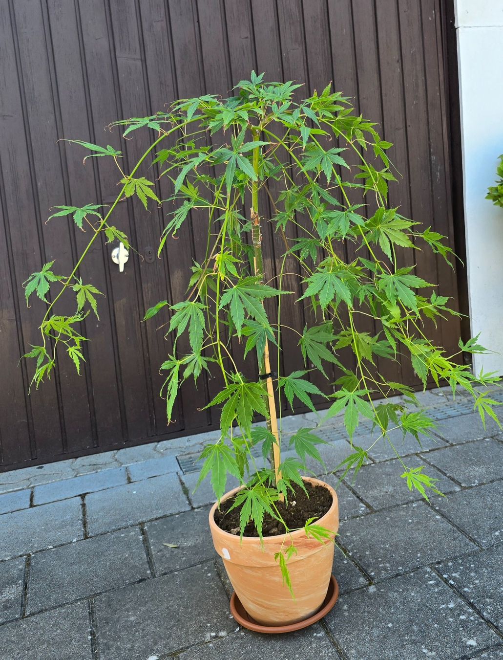 Piante & sementi: Japanischer Ahorn (Cascade Emerald) – Nuovo (secondo la descrizione) da Aarburg venduto da popkorn65 3