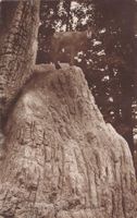 St. Gallen, Gemsfelsen Wildpark, Feldpost 1916 KASERNE SG