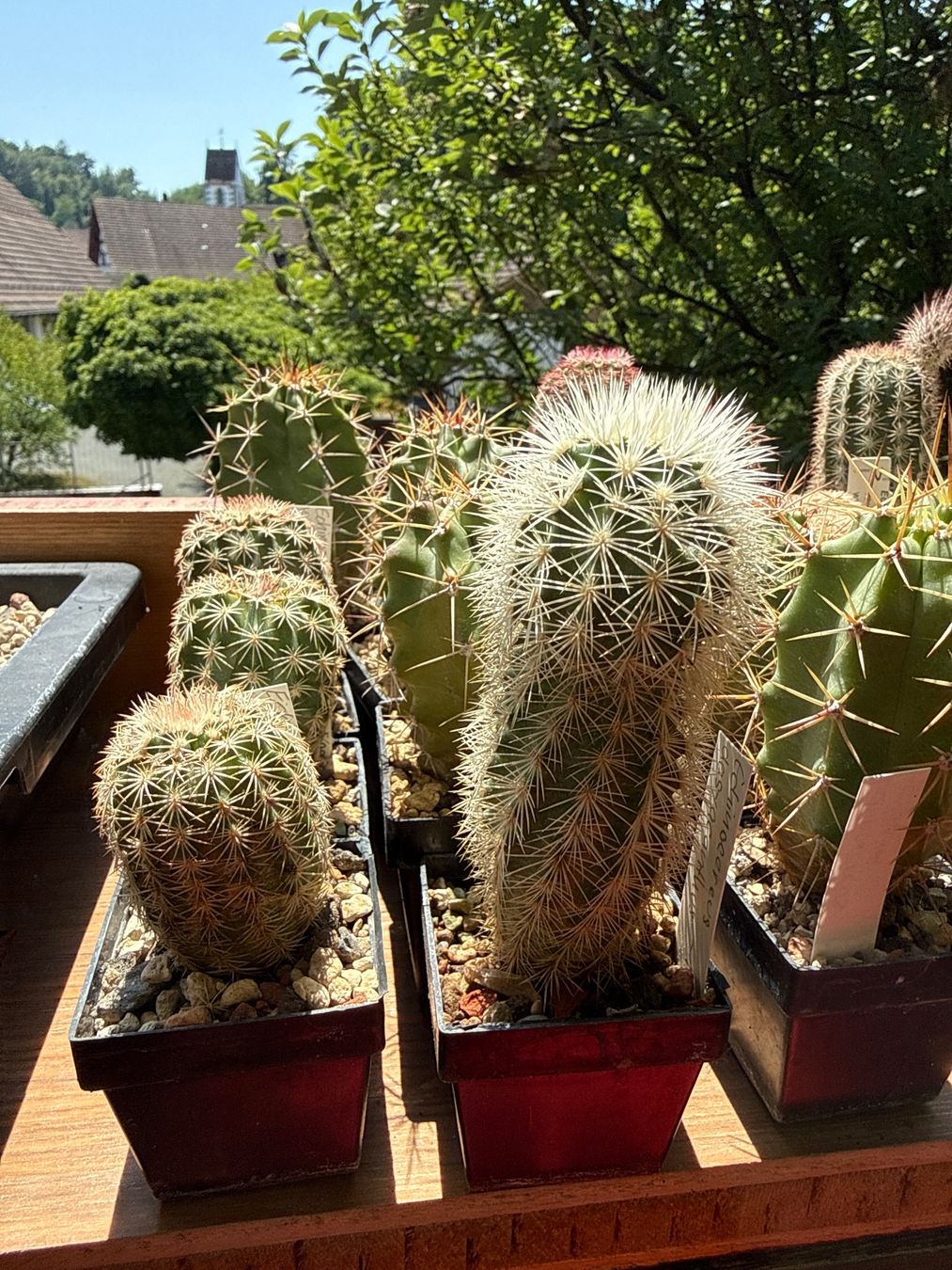 Plantes & graines: Echinocereus dasyacanthus – D'occasion à Rorbas par SimS0n 2