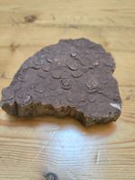 Fundstueck, Versteinerung Holz, seltenes Sammlerstueck
