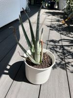 Aloe Vera selbst gezogen Lanzarote Bio