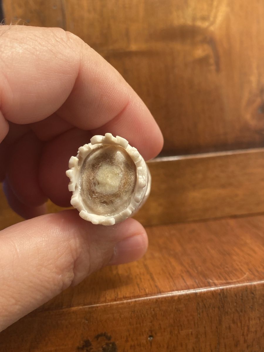 Statuette: Memento Mori, Hirschhorn geschnitzt – Usato da Berikon venduto da Samurai67ch 7