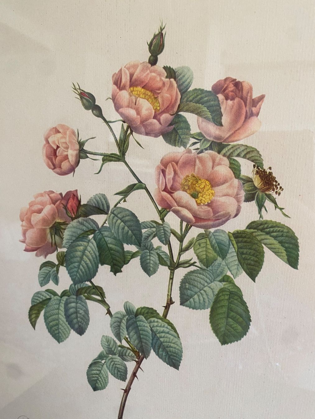 Poster & Bilder: Offsetdruck coloriert von Pierre Joseph Redouté – Gebraucht aus Burgdorf von gre_2ftz 1