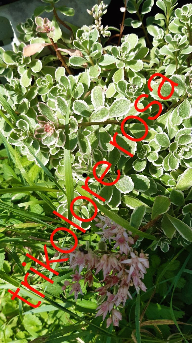 Piante & sementi: div. bodendecker sedum – Nuovo (secondo la descrizione) da Ibach venduto da rom_v8h9 1