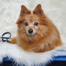Profile image of simon-adrian