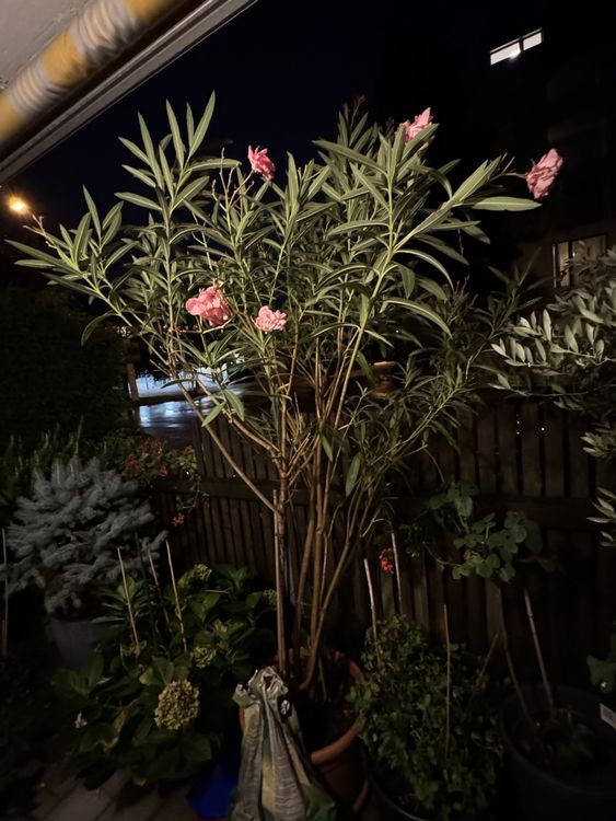 Oleander Bluht Im Winter