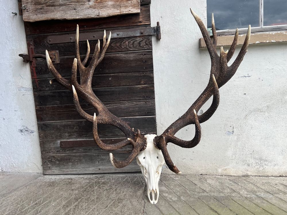 Echtes Hirschgeweih Kaufen